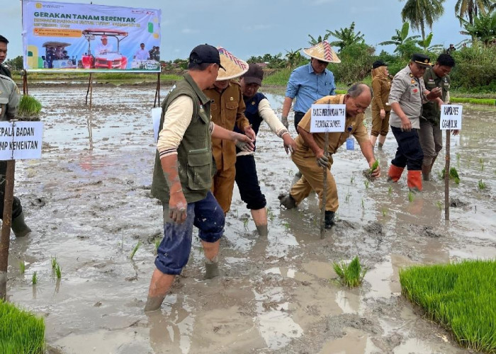 Gerakan Tanam Serentak Brigade Pangan Dilaksanakan di Desa Pelabuhan Dalam Ogan  Ilir