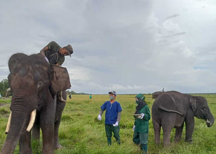 Melihat Kehidupan Gajah di PKG Padang Sugihan