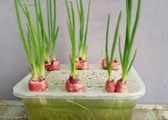 Ingin Punya Stok Daun Bawang Melimpah? Ini Tips Praktis Menumbuhkan Daun Bawang di Dapur Sendiri!
