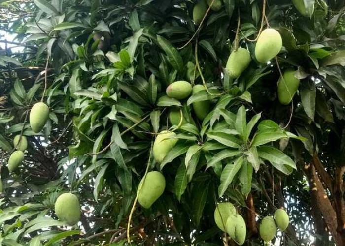 Tak Hanya Enak Dibuat Rujak, Mangga Muda Ternyata Baik untuk Kesehatan