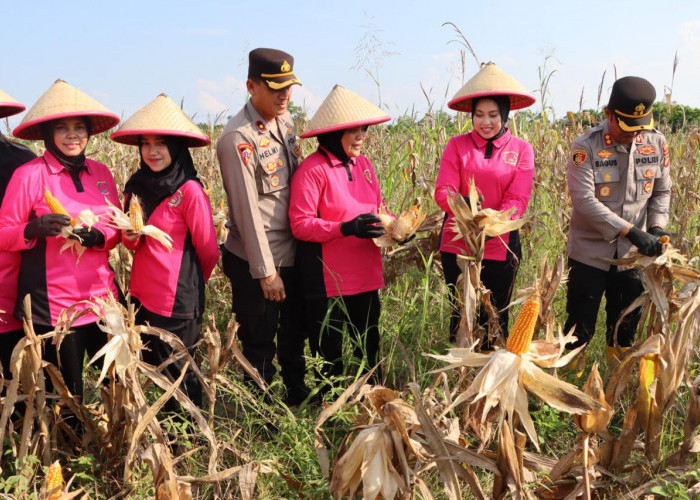 Polres Ogan Ilir   Bersama Pemerintah  Panen Raya Jagung di Desa Tanjung Pasir