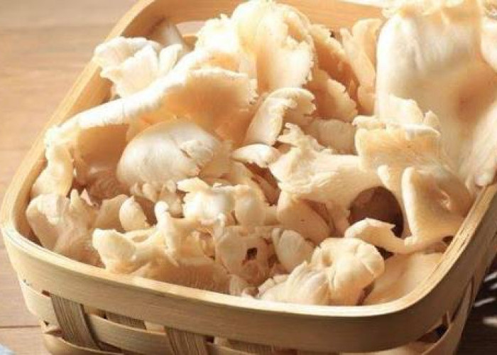 Apakah Boleh Simpan Jamur dalam Kulkas? Begini Cara Menyimpannya dengan Tepat