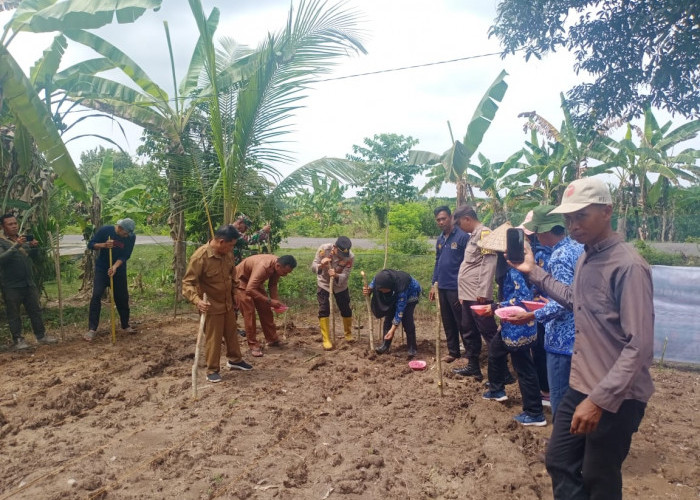 Polsek Rantau Alai Hadiri Kegiatan Penanaman Jagung di Desa Tanjung Mas