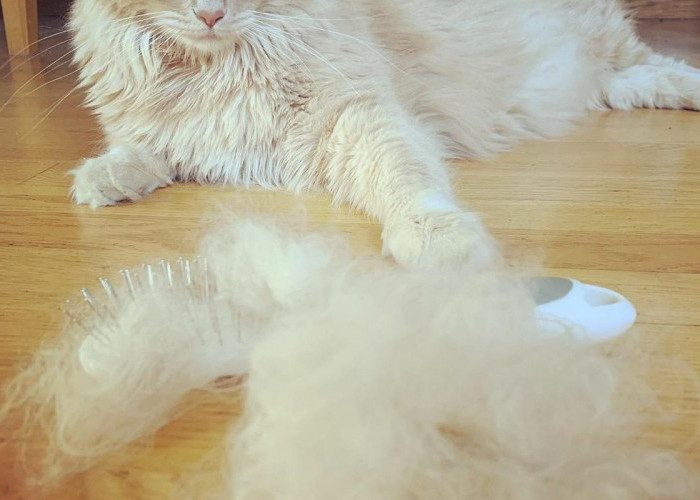 Inilah 8 Tips agar Bulu Kucing Tidak Gampang Rontok dan Mudah Dilakukan!