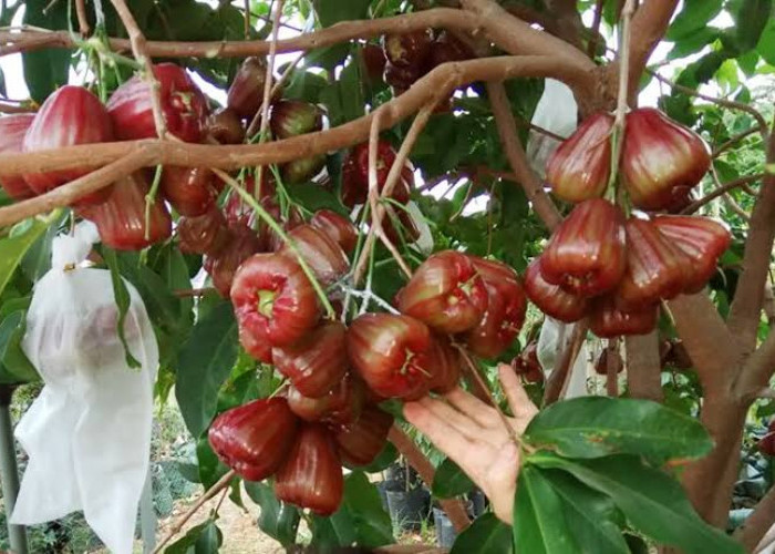 Ini 5 Penyebab Pohon Jambu Air Tidak Berbuah