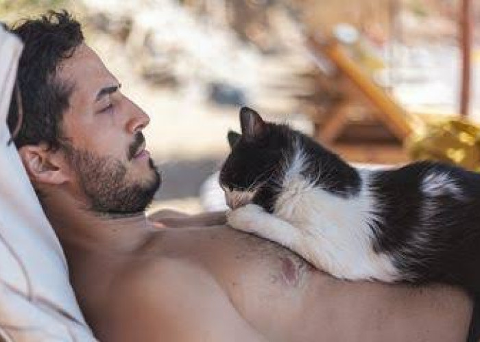 Kenapa Kucing Suka Tidur di Atas Perut Pemiliknya? Inilah 6 Alasan untuk Kebiasaan yang Lucu ini