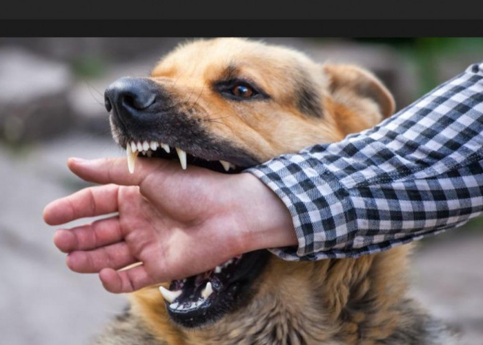 Sudah 11 Orang Penduduk Muara Dua OKU Selatan di Gigit Anjing Liar.