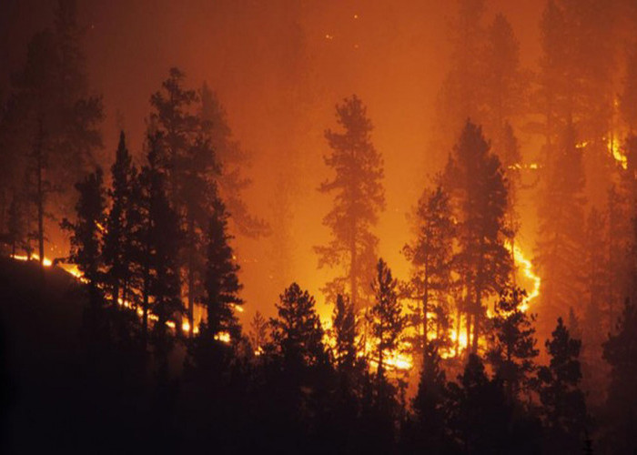 Hutan di Chili Terbakar, 15 Orang Tewas-50 Ribu Warga Mengungsi