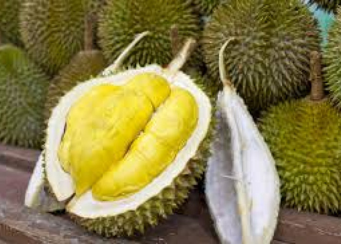 Suka Makan Durian? ini Rekomendasi Berbagai Macam Olahannya