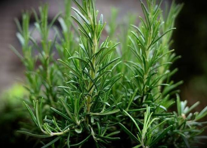 Inilah Ciri Fisik Tanaman Rosemary dan Cara Menanamnya
