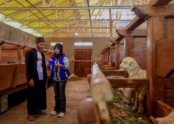 Idul Adha Jadi Momentum, BRI Peduli Tingkatkan Produktivitas Peternak Domba di Desa BRILiaN Sukalaksana Garut