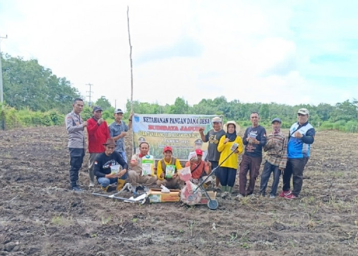 Bibit Jagung  Ditebar Di Lahan 2 Hektar, Polsek Muara Kuang Dukung Program Ketahanan Pangan