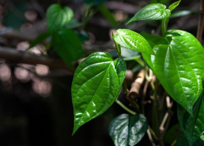 Redakan Asam Urat dengan Daun Sirih Cina, Begini Caranya