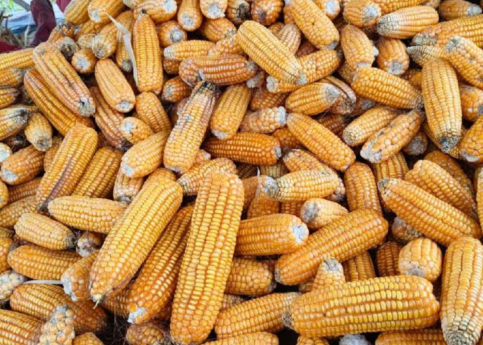 Polsek Muara Kuang Ogan Illr Hadiri Panen Jagung di Desa Lubuk Tunggal