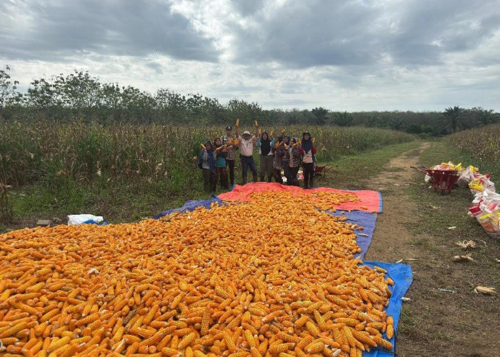 Panen Jagung 5 Ton, Polsek dan PT. Roesli Taher Bersinergi
