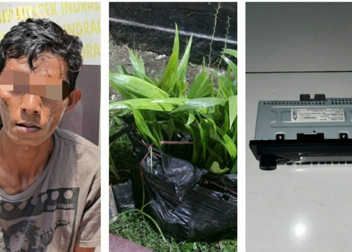 Maling Sawit 145 Batang, Ditangkap  Tim Tekab Polsek Indralaya