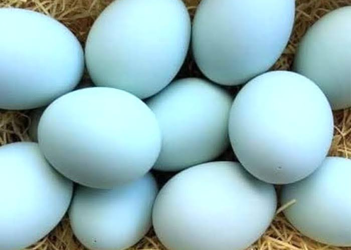 Telur Bebek, ini 7 Manfaatnya, Salah Satunya Baik Untuk  Kesehatan Otak