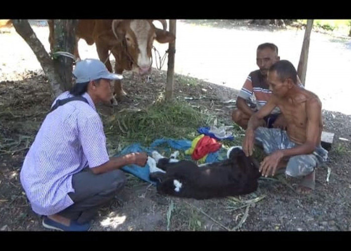 Anak Sapi di Jember Lahir dengan 6 Kaki, Pemilik Anggap Rezeki