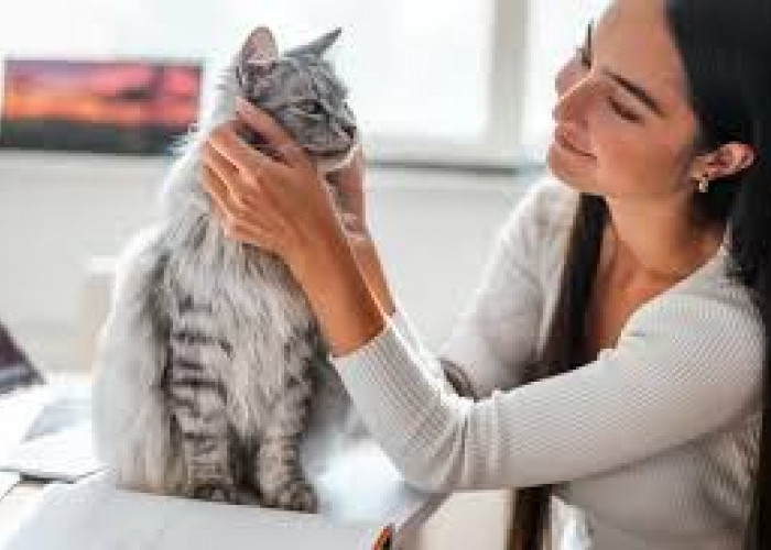 Apakah Kucing Mengenali Wajah Pemiliknya? Simak Penjelasannya!