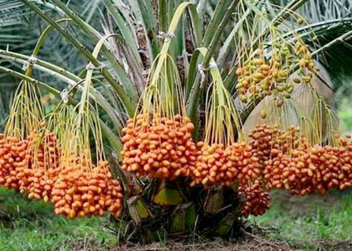 Pohon Kurma Menangis Karena Rindu Rasulullah SAW