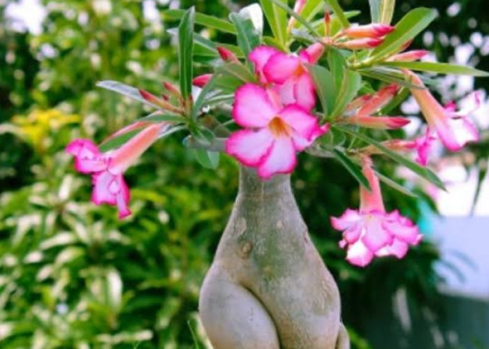 3 Jenis Tanaman Hias yang Bisa Dijadikan Bonsai