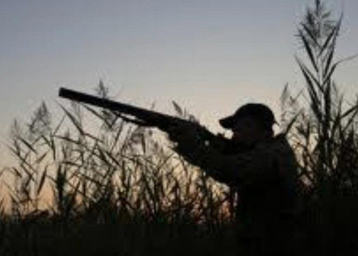 Terjadi di Mekar Sari Ogan Ilir, Mertua dan Menantu Kena Tembak Tetangga Sendiri Di Kebun Semangka, Satu Tewas