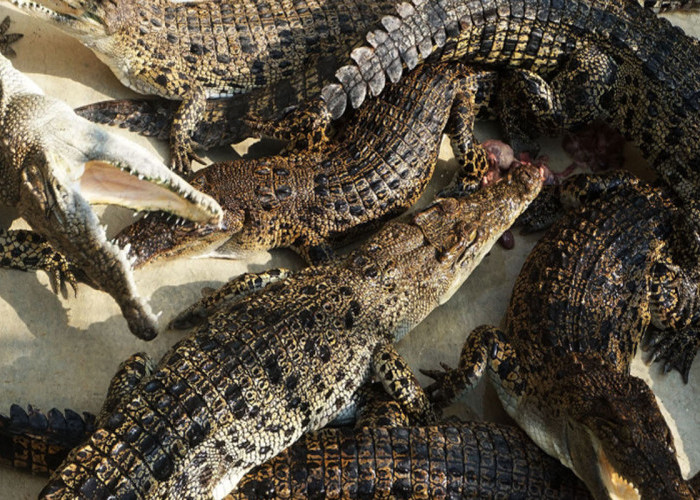 Khawatir Jadi Alat Teror, Pemerintah Israel Musnahkan Ratusan Buaya 