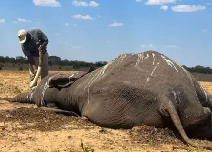 Miris, Puluhan Ekor Gajah di Taman Nasional Hwange Mati Kehausan
