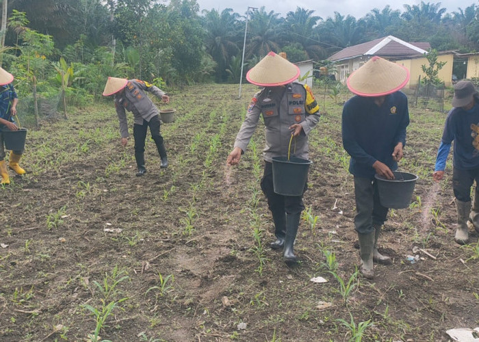 Polsek Air Sugihan Lakukan Pemupukan Jagung Program Ketahanan Pangan