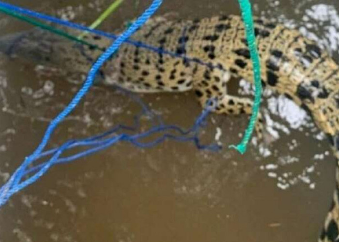 Heboh, Buaya Besar Tak Sengaja Terjaring Tangkapan Ikan Warga Lawang Wetan 