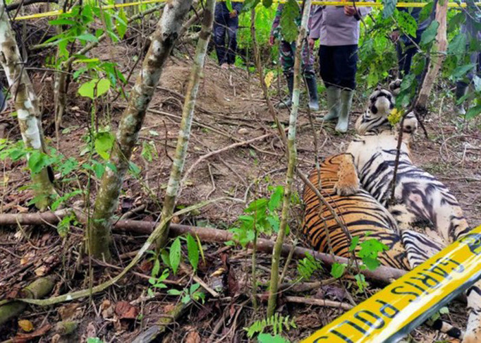 Harimau Tewas di Rokan Hulu Diburu Pemburu Satwa Profesional?