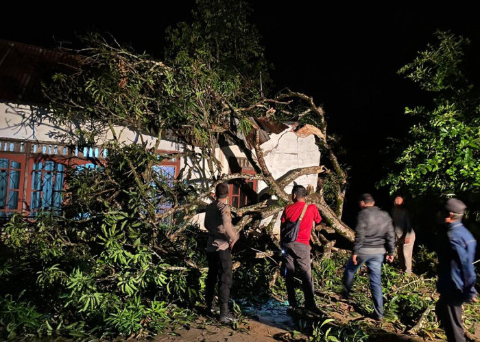 Terjadi Di Tanjung Raja, Rumah Permanen Nyaris Roboh Ditimpa Pohon Tumbang