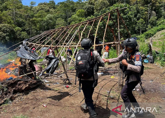 Luar Biasa, Bareskrim Ungkap Ladang Ganja 25 Hektare di Aceh