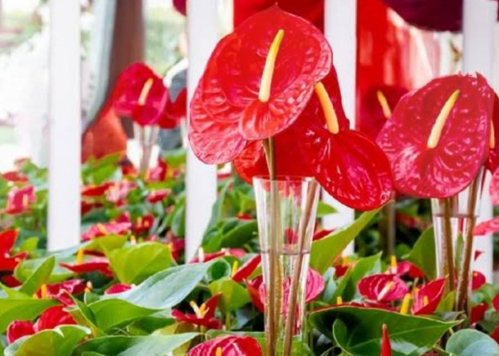 5 Cara Merawat Tanaman Hias Anthurium Agar Cepat Berbunga