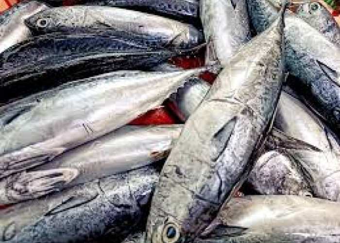 Trik Mudah Menghilangkan Bau Amis Ikan Tongkol Secara Efektif di Rumah