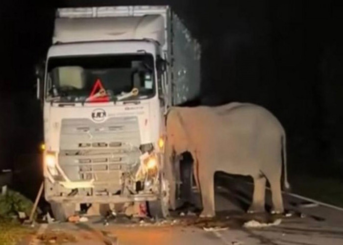 Memilukan, Induk Gajah Menunggui Anaknya Tertabrak Truk di Malaysia