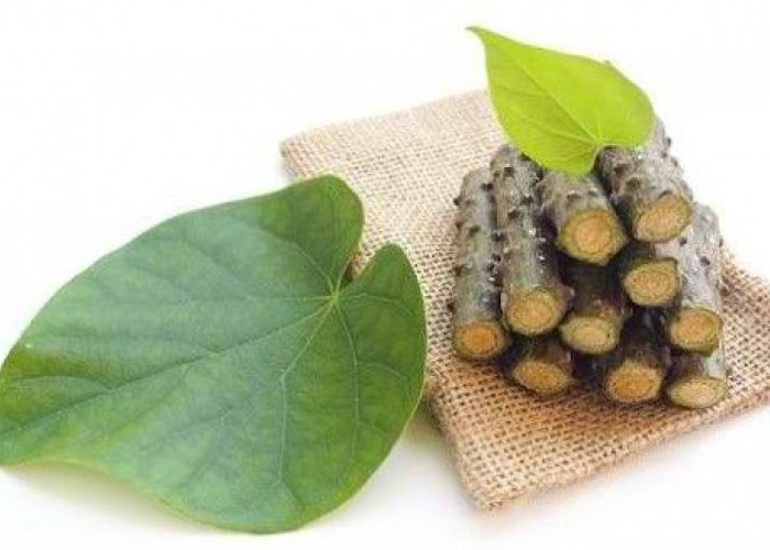 Catat, ini 3 Bahan Alami untuk Redahkan Asam Urat