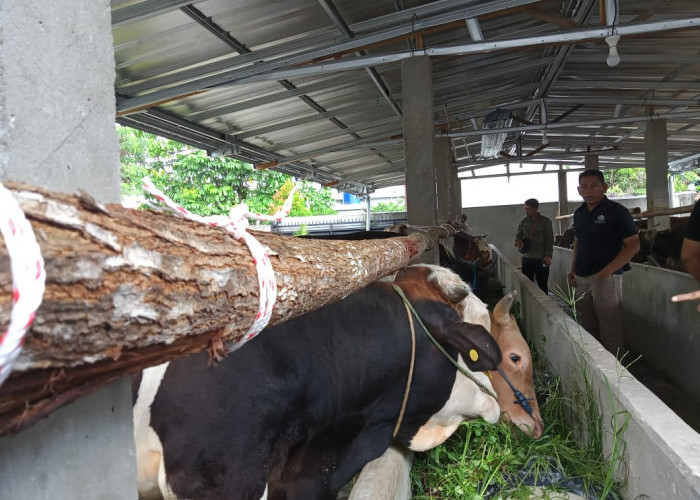 Hewan Kurban di Prabumulih Laris Manis, Lapak La Tahzan Sudah Jual 40 Sapi