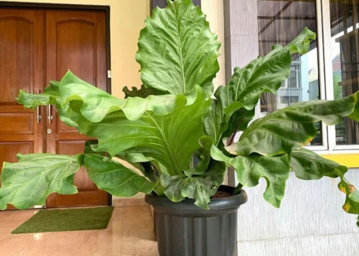 4 Jenis Tanaman Hias yang Banyak Diminati