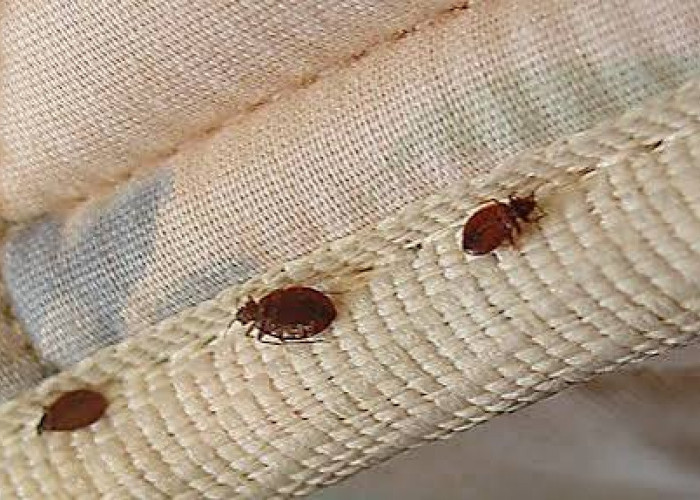 8 Cara Ampuh Membasmi Kutu Kasur hingga Tuntas, Dijamin Tidur Nyenyak