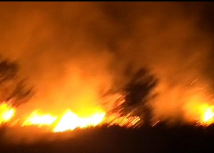 Parah! 4.000 Hektare Lahan Terbakar di Sumsel, 16 Pelaku Pembakaran Ditangkap