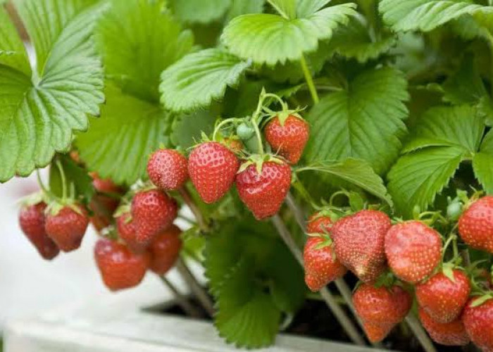 3 Penyebab Buah Stroberi Rusak Saat Dipanen