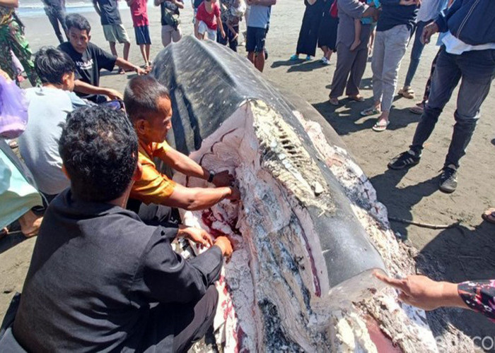 Hiu Tutul Terdampar di Pantai Welahan Wetan Cilacap, Warga Panen Daging