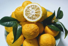 Tips Menggunakan Sitrun untuk Mengatasi Noda pada Pakaian