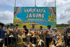 Polres Ogan Ilir Bersama Ponpes Raudhatul Ulum  Panen Raya Jagung
