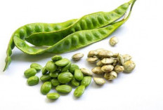 Simak! Inilah 8 Manfaat Petai untuk Kesehatan