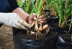 Inilah Cara Mudah Menanam Bawang Putih ala Rumahan Sisa Dapur, Yuk Coba! 