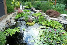 Inilah 6 Jenis Tanaman Air Terbaik untuk di Kolam Ikan Rumahmu