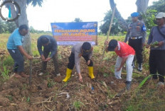 Ramadan, Polsek Pemulutan Tetap Laksanakan Penanaman Jagung di Desa Pemulutan Ilir
