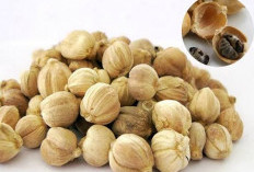 Inilah 5 Manfaat Kapulaga bagi Wanita yang Jarang Diketahui